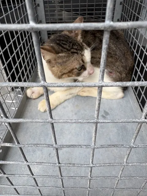 Adoptable Cat