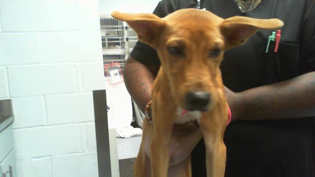 Dobby