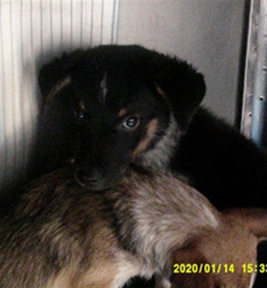 Adoptable Dog