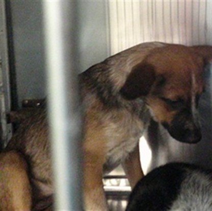 Adoptable Dog