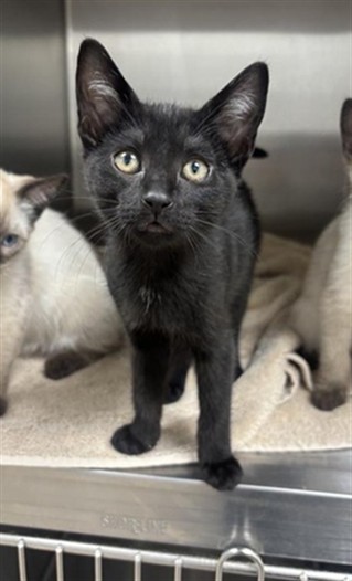 *Purrminator