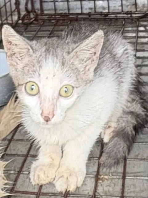 Adoptable Cat