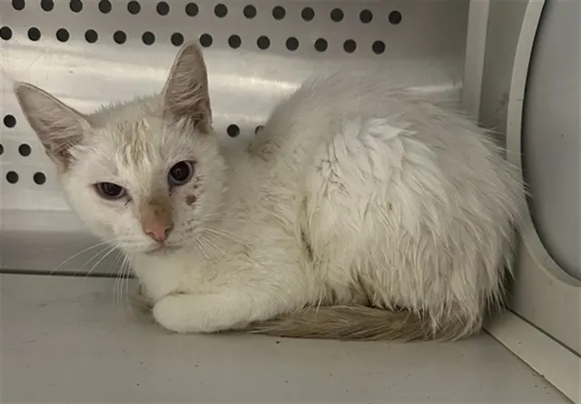 Adoptable Cat