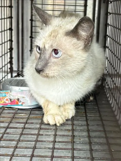 Adoptable Cat