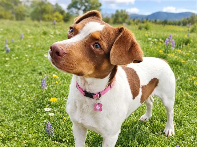 Rosie