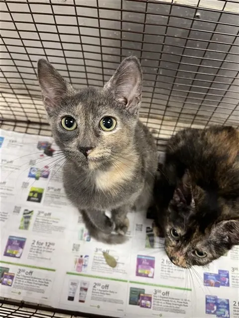 Adoptable Cat