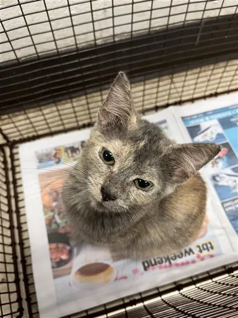 Adoptable Cat