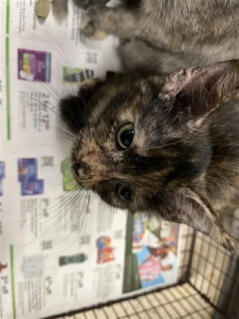Adoptable Cat