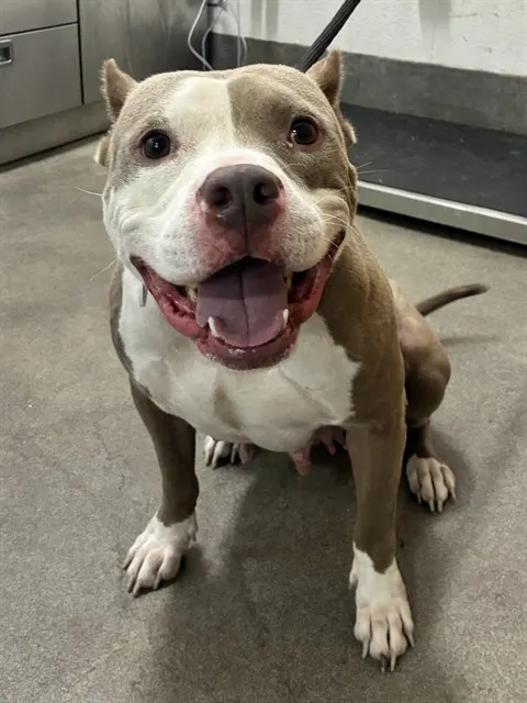 *Bella