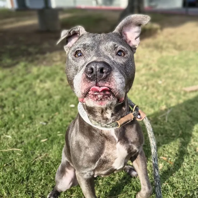Lulu