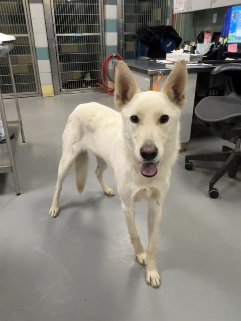 Adoptable Dog