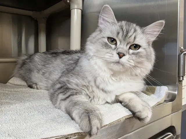 Merlin