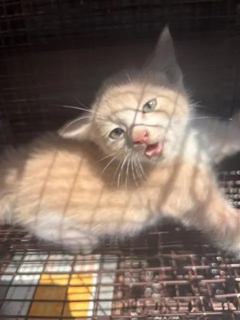 Adoptable Cat