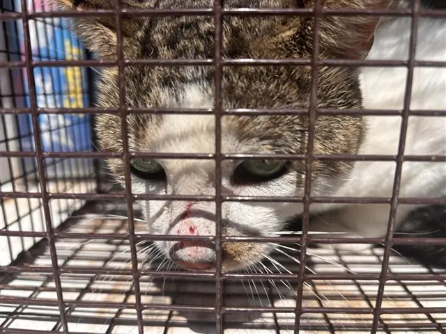 Adoptable Cat