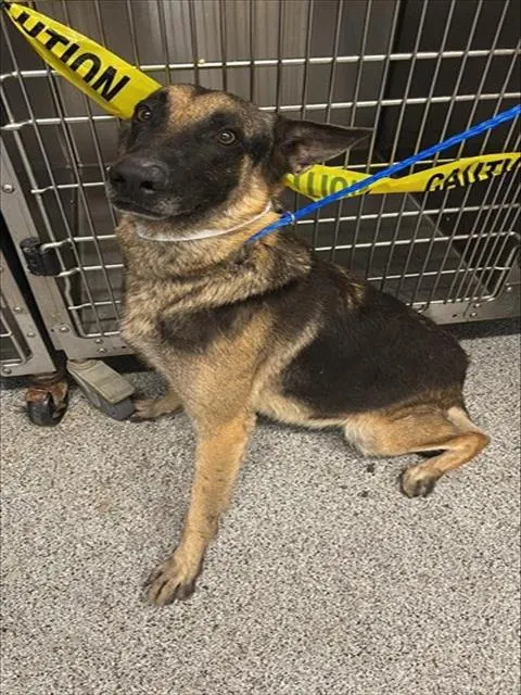 Adoptable Dog