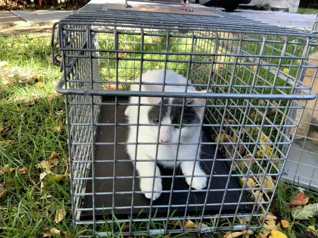 Adoptable Cat