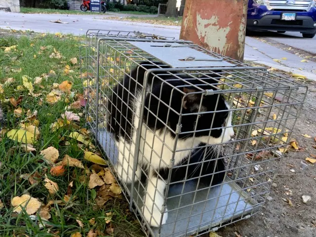 Adoptable Cat
