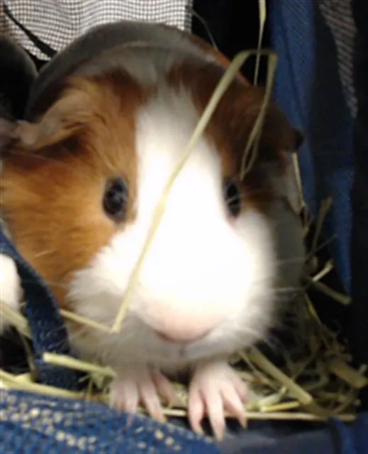 Milo