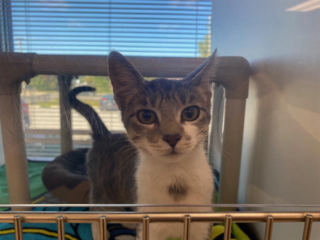 Adoptable Cat