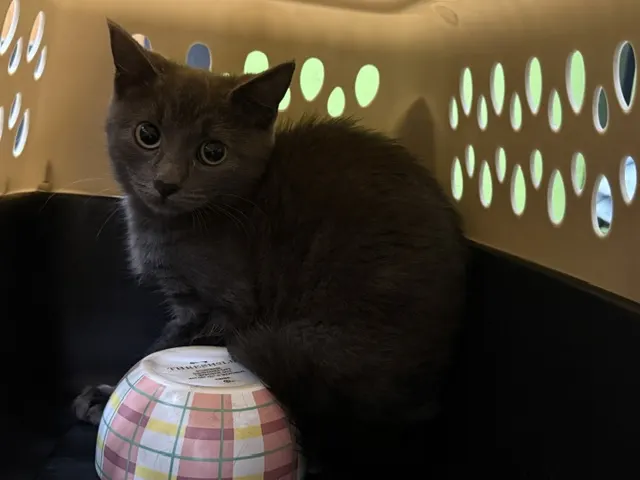 Mousey