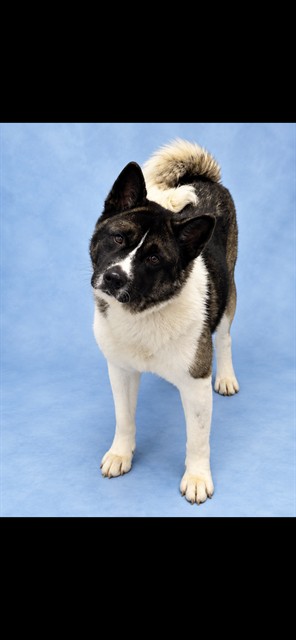 Kita