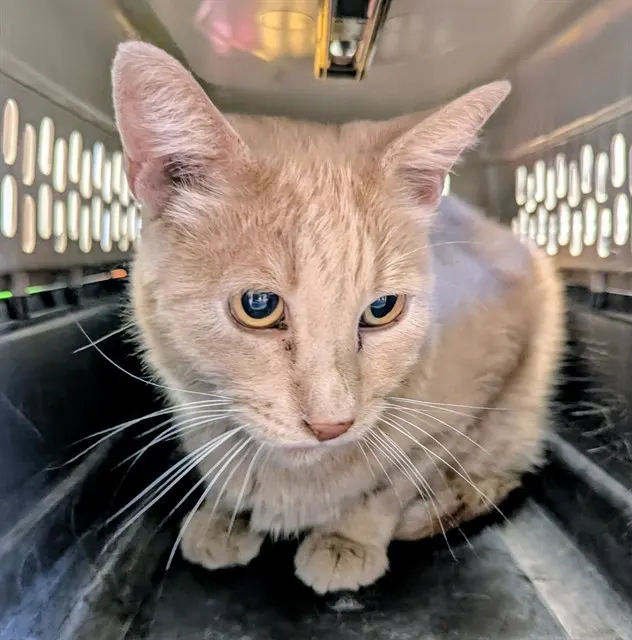 Adoptable Cat
