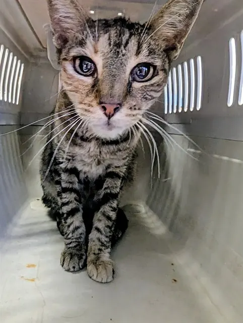 Adoptable Cat