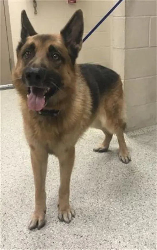 Adoptable Dog
