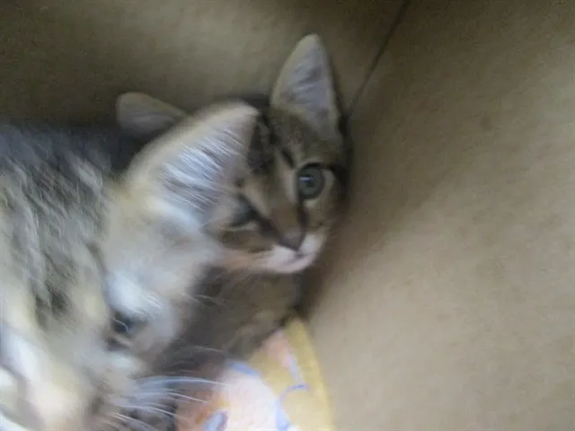Adoptable Cat