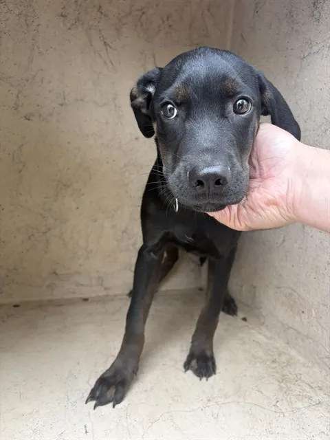 Adoptable Dog