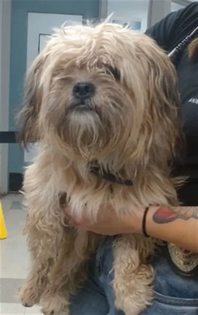 Adoptable Dog
