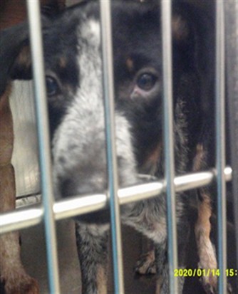 Adoptable Dog