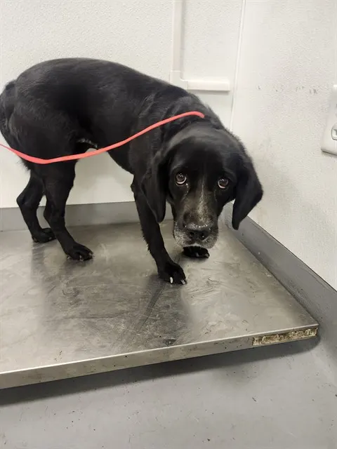 Adoptable Dog