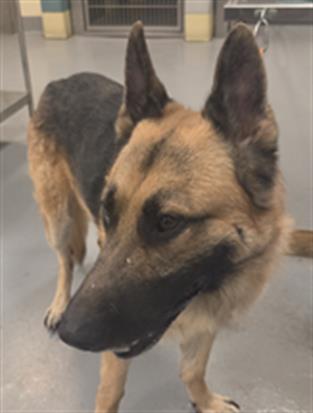 Adoptable Dog