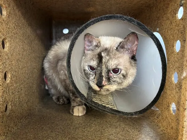 Adoptable Cat