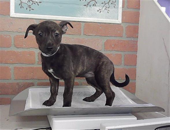 Adoptable Dog