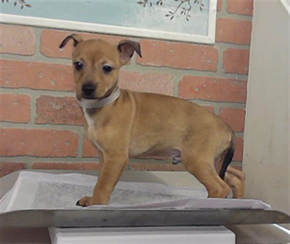 Adoptable Dog