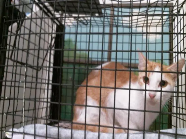Pachirisu