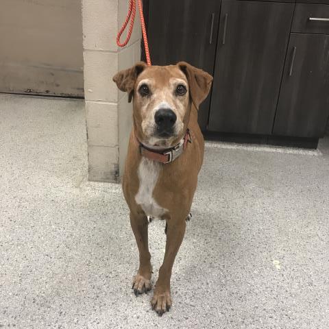 Adoptable Dog