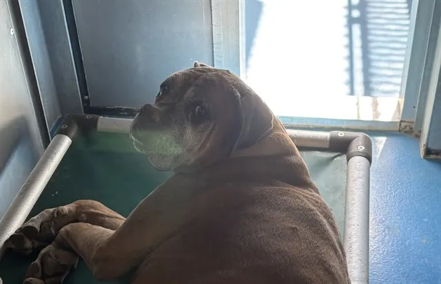 Adoptable Dog