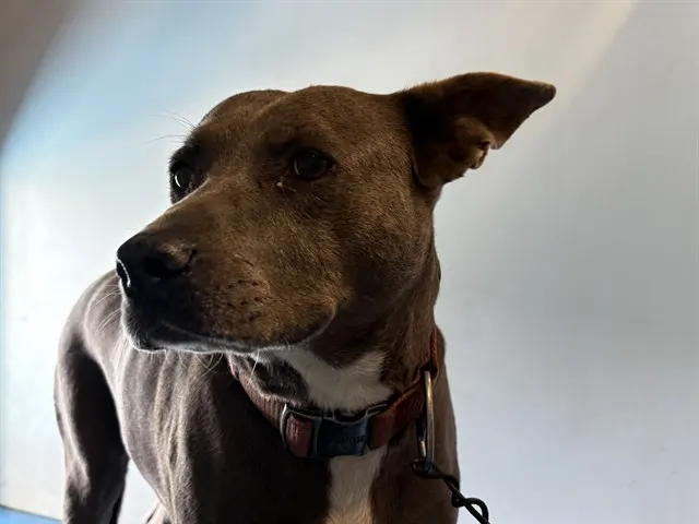 Adoptable Dog