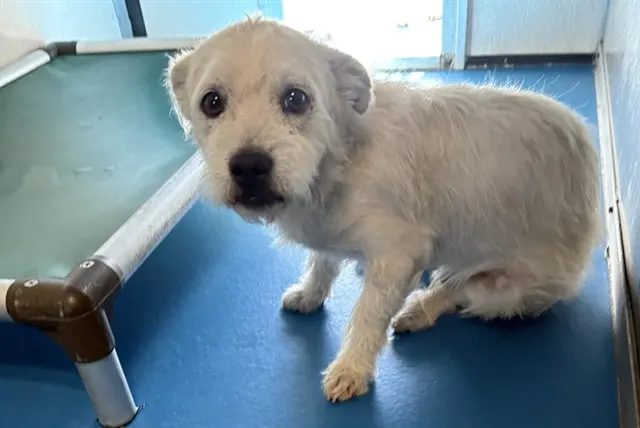 Adoptable Dog