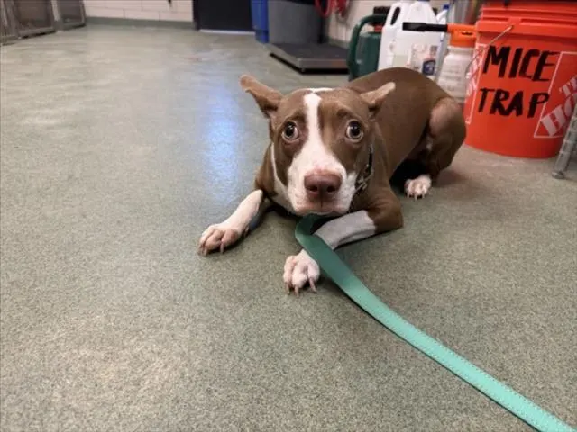 Adoptable Dog