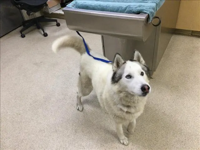 Adoptable Dog