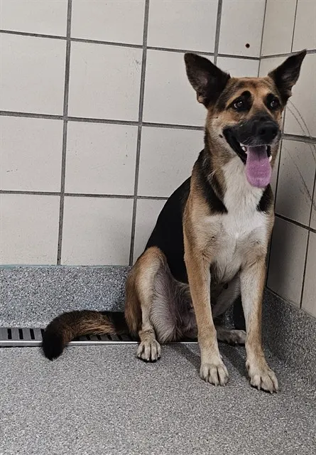 Adoptable Dog