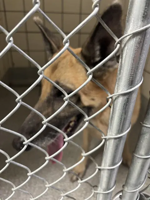 Adoptable Dog