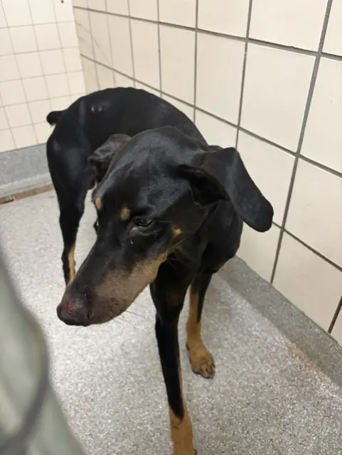 Adoptable Dog