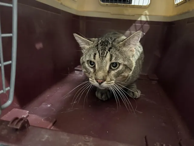 Tom