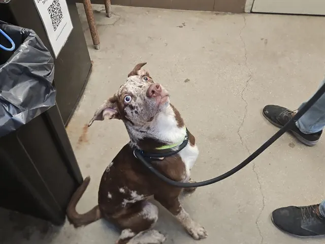 Koda