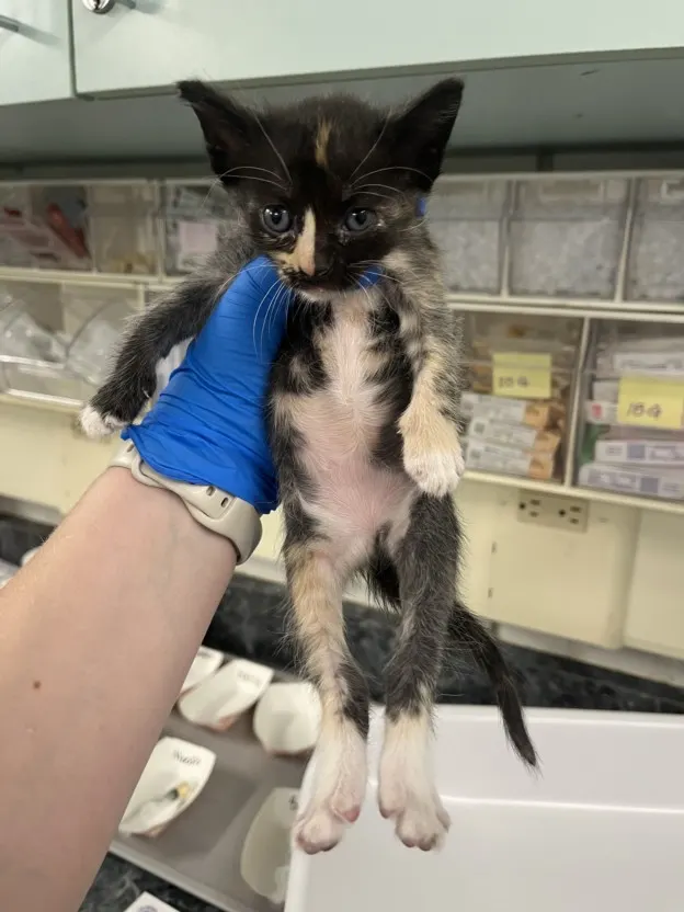 Adoptable Cat